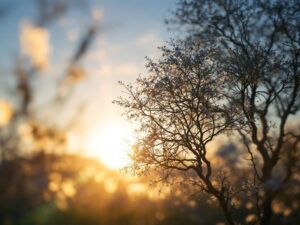 Evening Light and Age-Related Eye Disease Risk